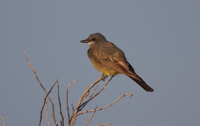 Cassin's Kingbird FtDavis Aug08 112.jpg